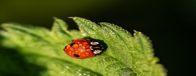 Orties coccinelle